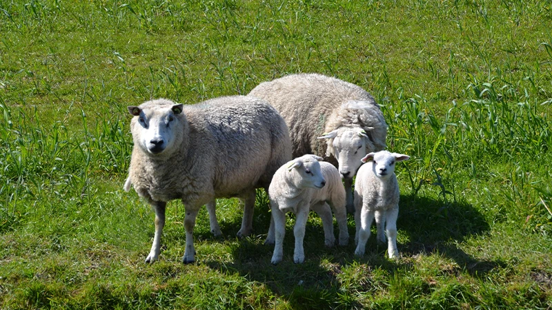 Texel, Foto 3